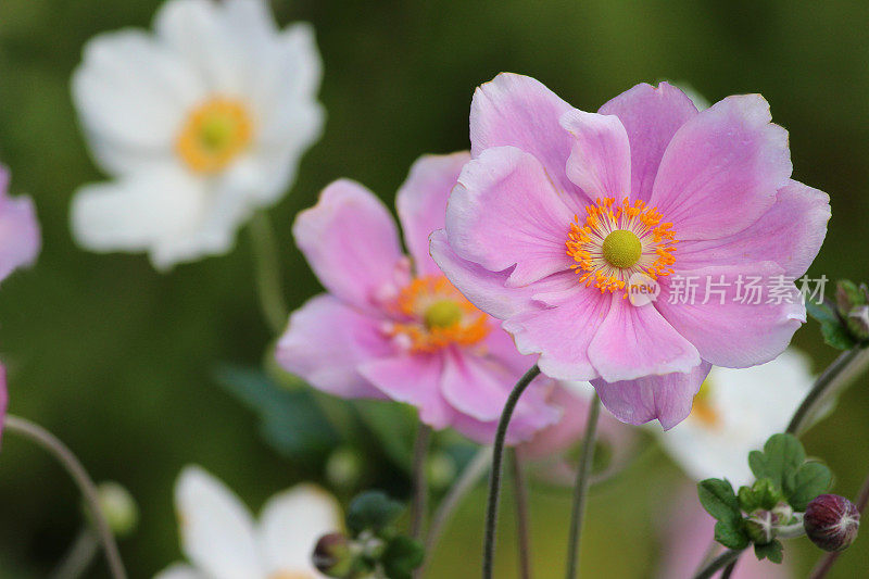 粉红色和白色的日本银莲花图案(anemone hybrida 'Elegans')